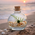 Moss Ball Terrarium product image 1