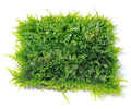 Aquarium Moss product image 1