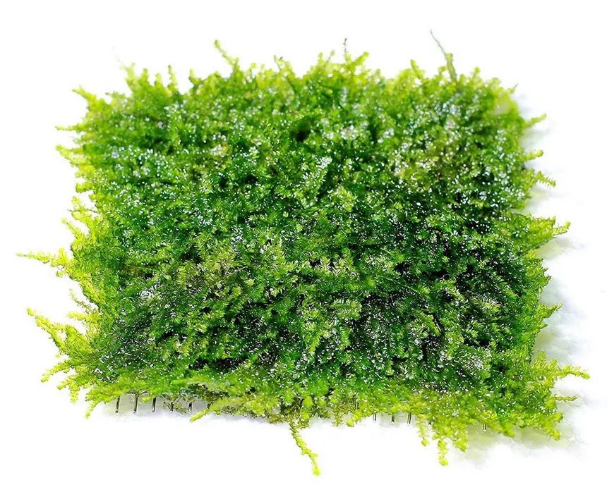 Aquarium Moss product image 1