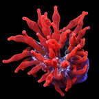 Bubble Tip Anemone product image 1