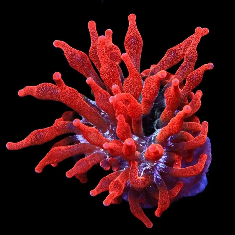 Bubble Tip Anemone product image 1