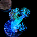 Kenya Tree Coral Frag product image 1