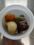 Mystery Snails product image 1