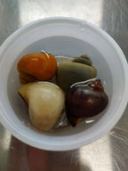 Mystery Snails product image 1