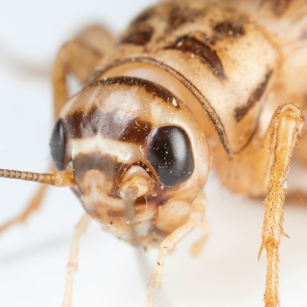 Live Feeder Crickets product image 1