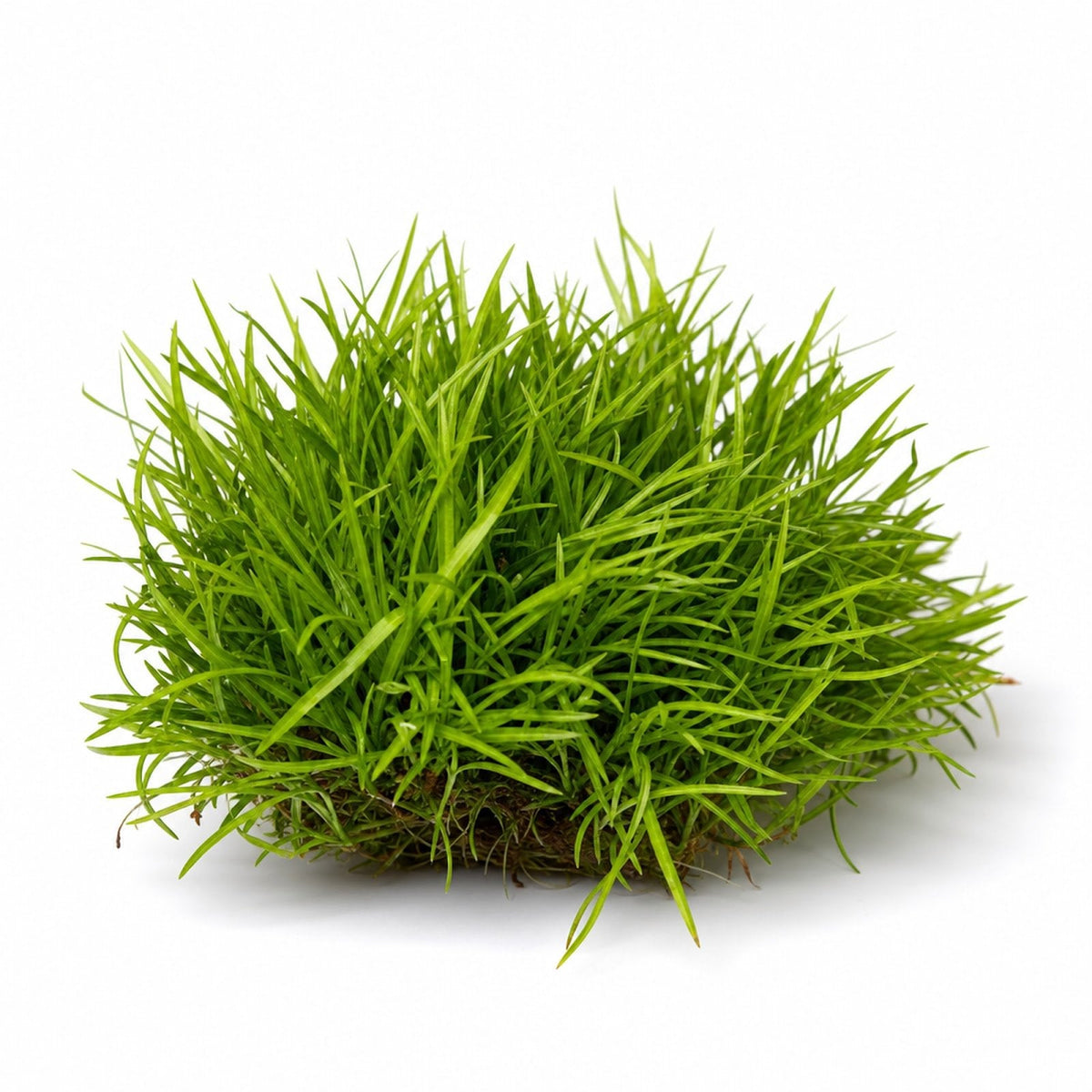 Live Aquarium Plant product image 1