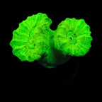 Candy Cane Coral product image 1