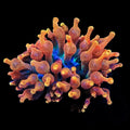 Bubble Tip Anemone product image 1