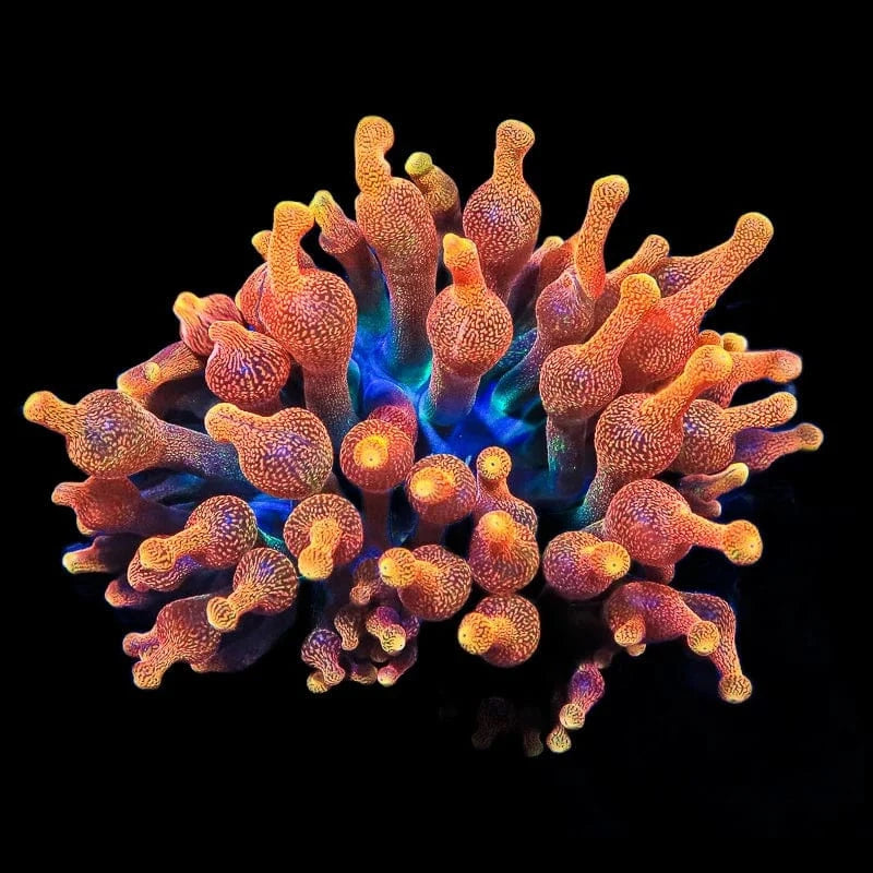Bubble Tip Anemone product image 1