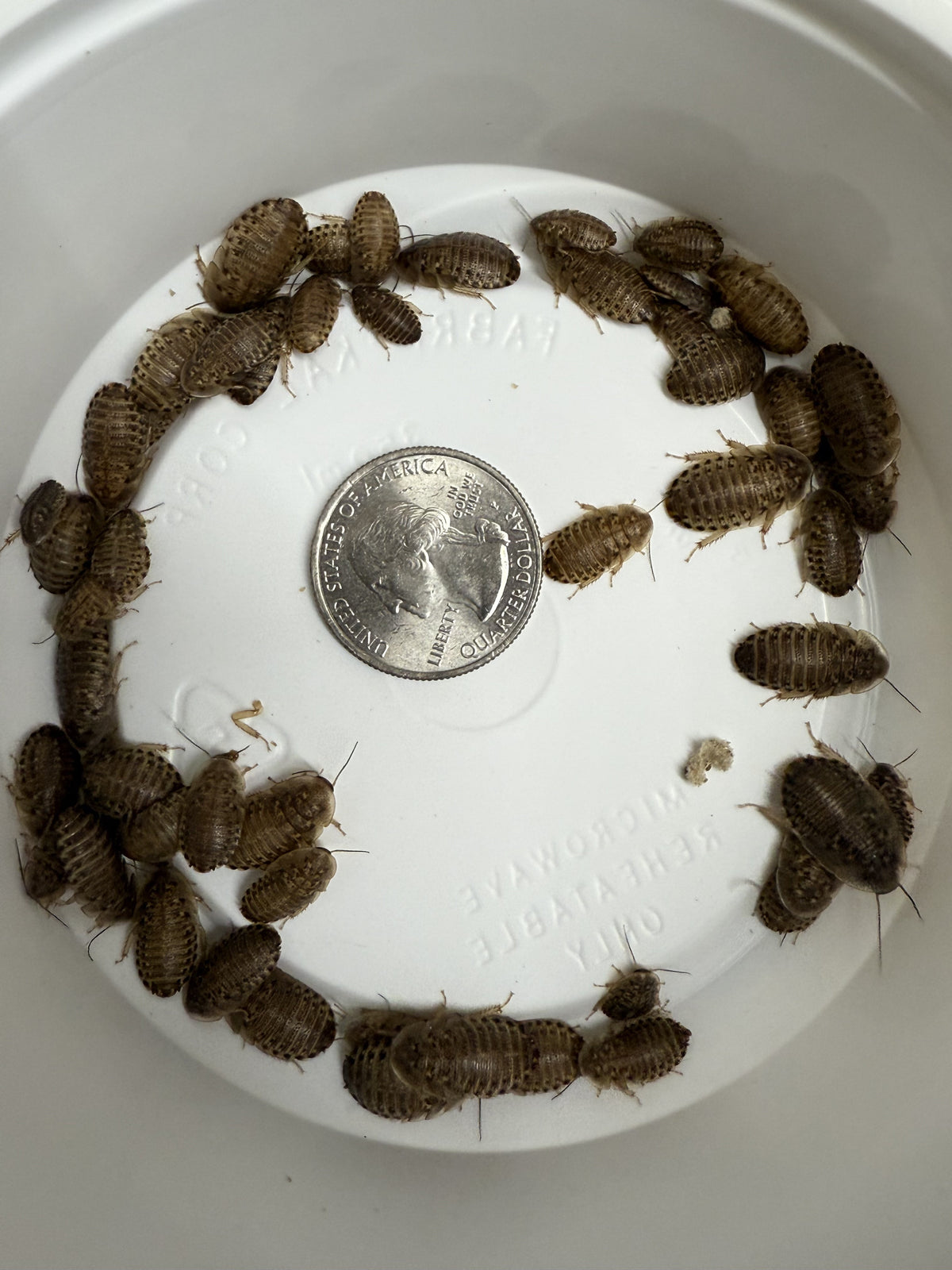Live Dubia Roaches product image 1