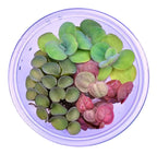 Live Aquarium Plants product image 1