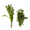 Aquatic Plants product image 1