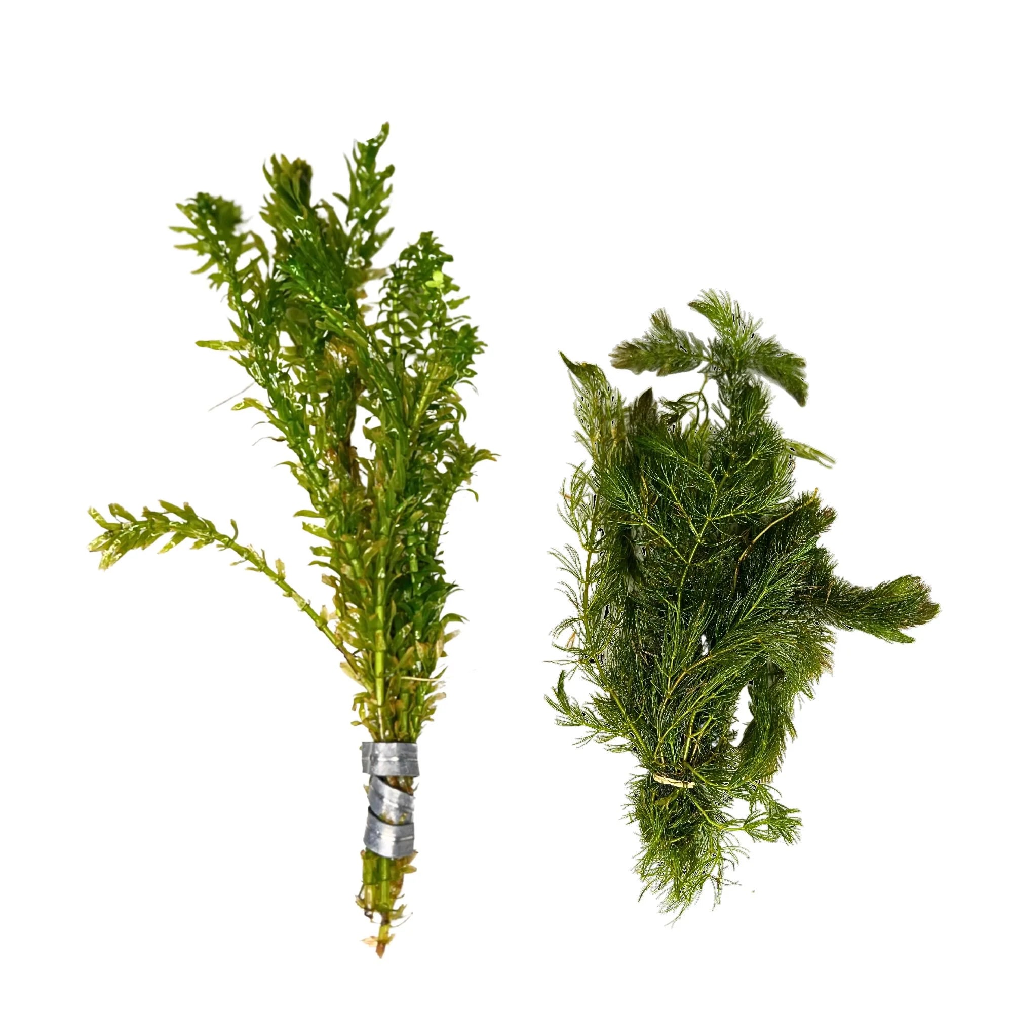 Aquatic Plants product image 1