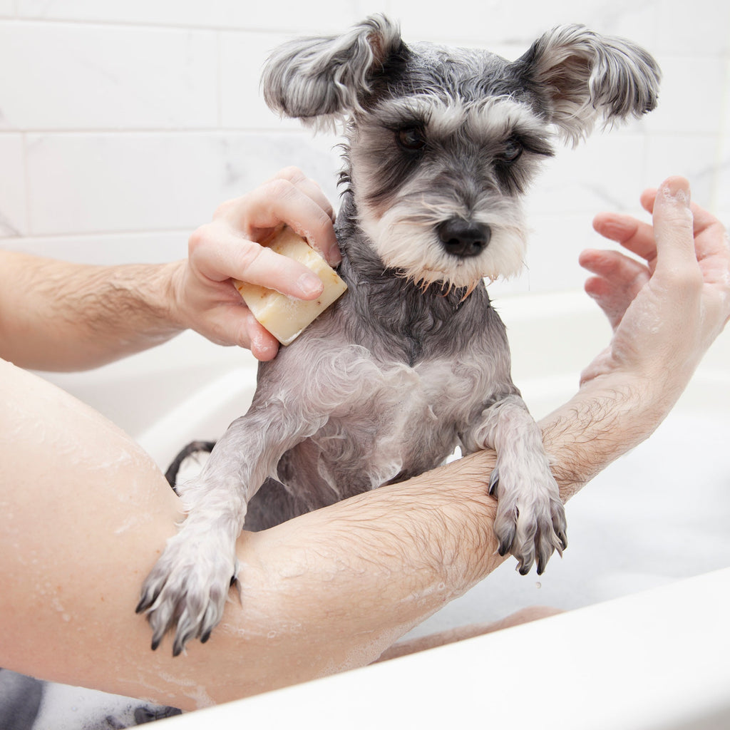 Dog Soap product image 1