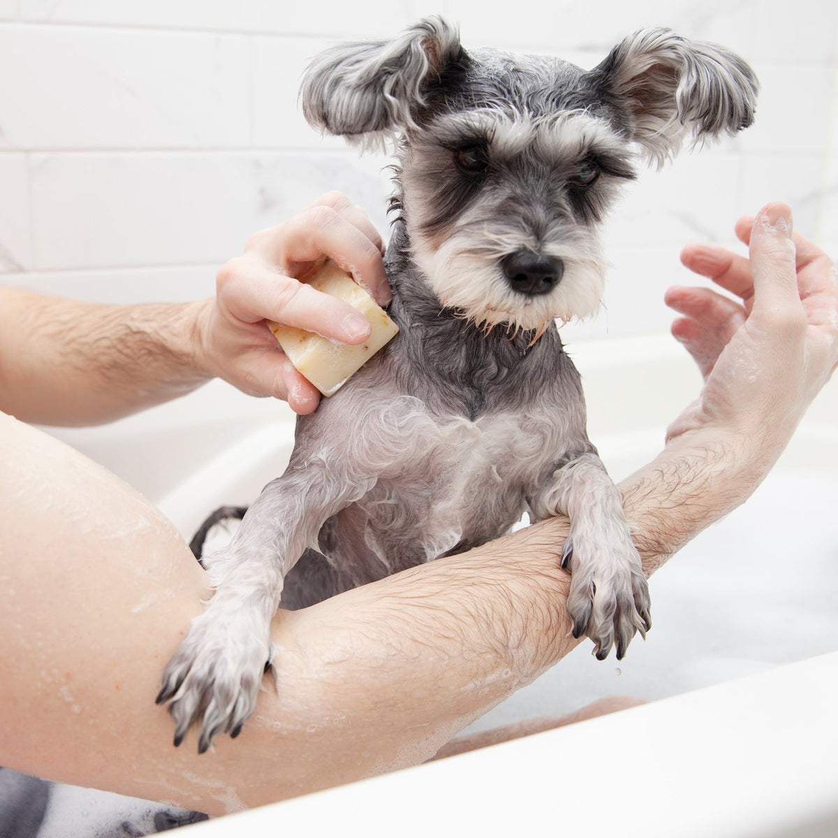 Dog Soap product image 1