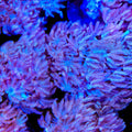 Pulsing Xenia Coral product image 1