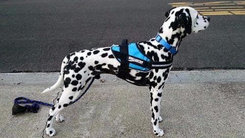 Dog Harness product image 1