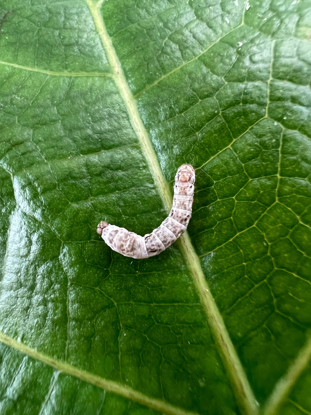 Live Silkworms product image 1