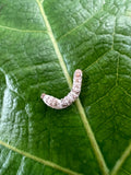 Live Silkworms product image 1