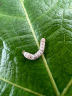 Live Silkworms product image 1