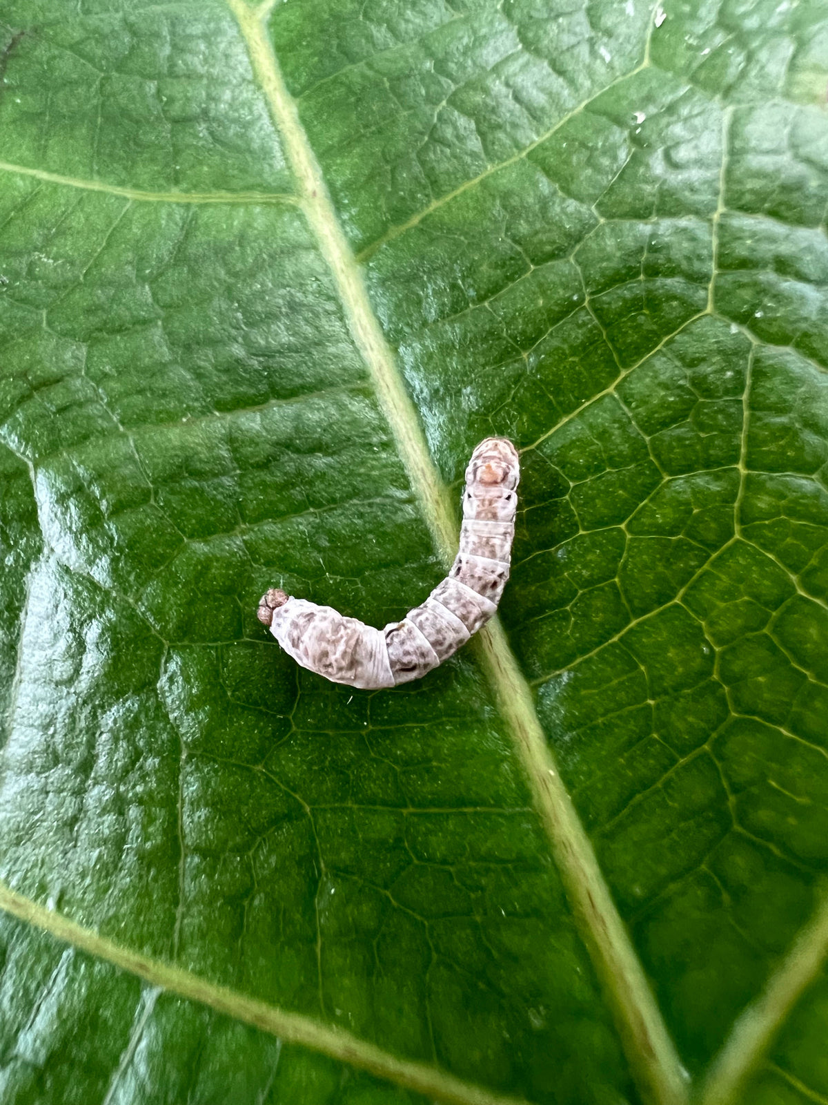 Live Silkworms product image 1