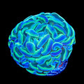Hammer Coral product image 1