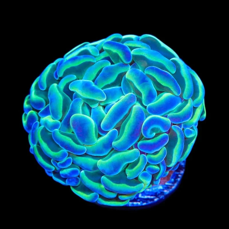Hammer Coral product image 1