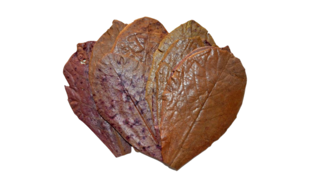 Aquarium Almond Leaves product image 1