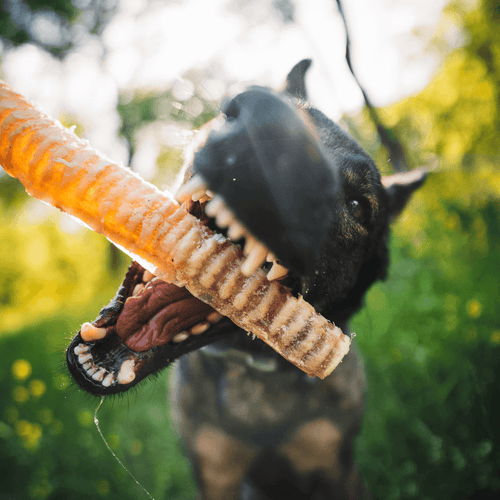 12 Inch Beef Trachea Dog Chews, Single-Ingredient Grass-Fed Treats in an Eight Pack for Supervised Chewing source image 2