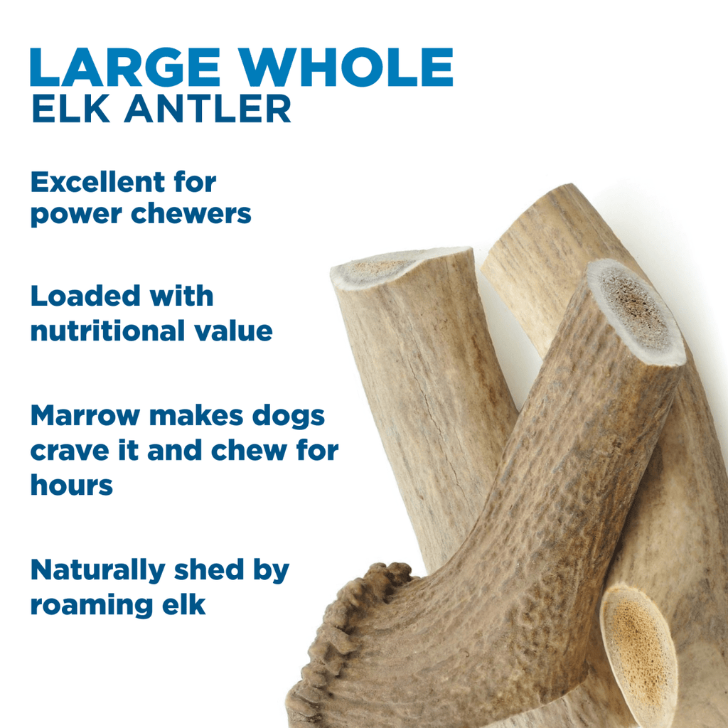 Large Whole Elk Antler Dog Chew, Naturally Shed Eight-Inch Treat for Powerful Chewers and Long-Lasting Play source image 2