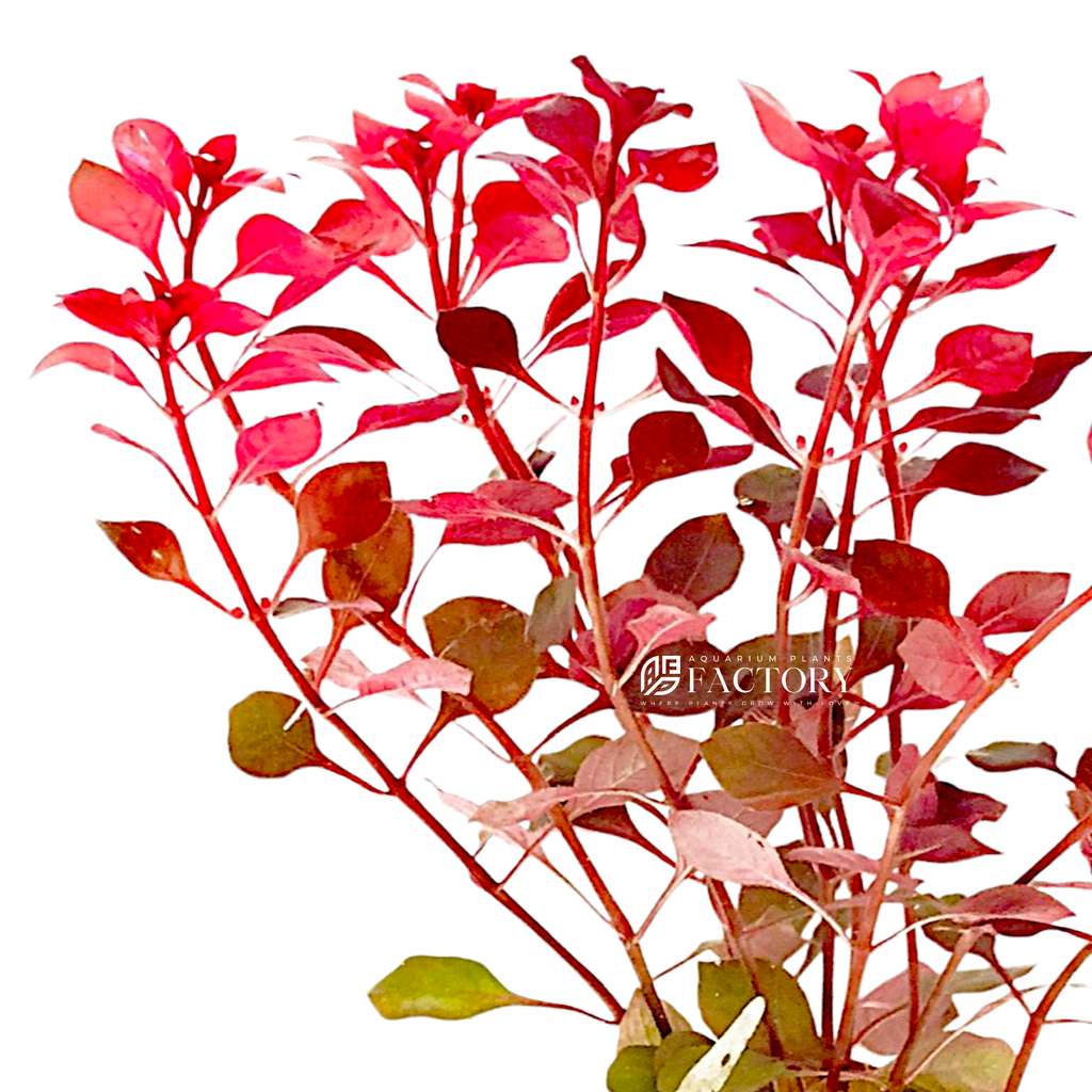 Live Ludwigia Aquarium Plant, Super Red Mini Variety with Compact Crimson Foliage for Nano Aquascapes source image 2