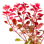 Live Ludwigia Aquarium Plant, Super Red Mini Variety with Compact Crimson Foliage for Nano Aquascapes source image 2