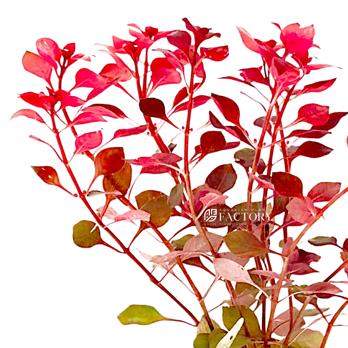 Live Ludwigia Aquarium Plant, Super Red Mini Variety with Compact Crimson Foliage for Nano Aquascapes source image 2