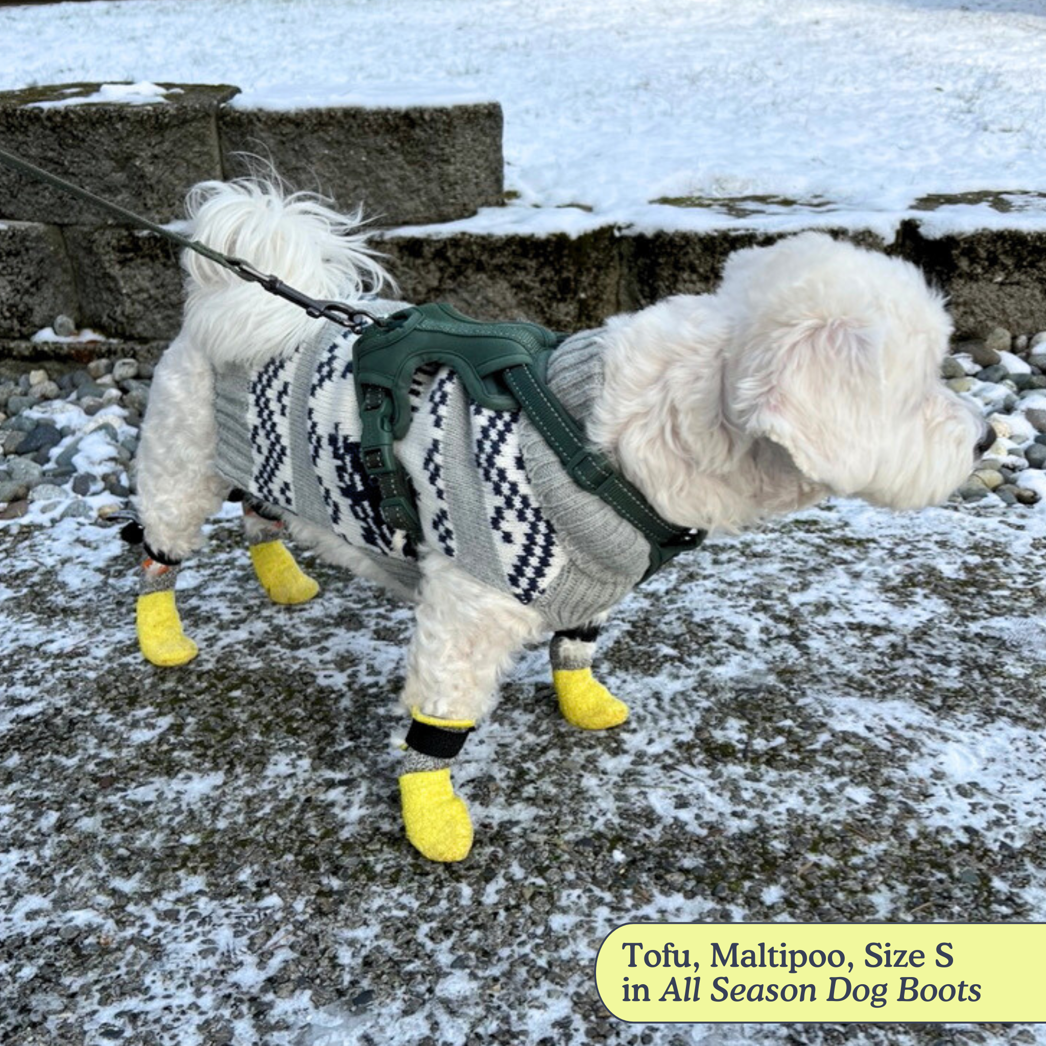 All-Season Dog Boots, Flexible Grip Soles in a Lightweight Set of Four for Hot Pavement and Winter Walks source image 2
