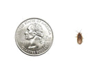 Extra-Small Quarter-Inch Live Dubia Roaches for Young Reptiles, Amphibians and Invertebrates source image 2