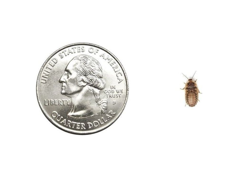 Extra-Small Quarter-Inch Live Dubia Roaches for Young Reptiles, Amphibians and Invertebrates source image 2
