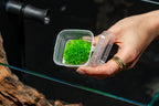 Riccia Fluitans Tissue Culture Aquarium Plant for Bright Green Floating Mats and Hardscape Carpeting source image 2