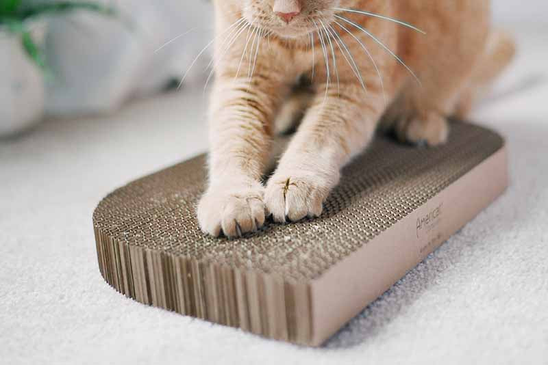 Rectangular Cat Scratcher Pad, Double-Sided Heavy-Duty Corrugate Board Sized 17 x 10 Inches for Lounging source image 2
