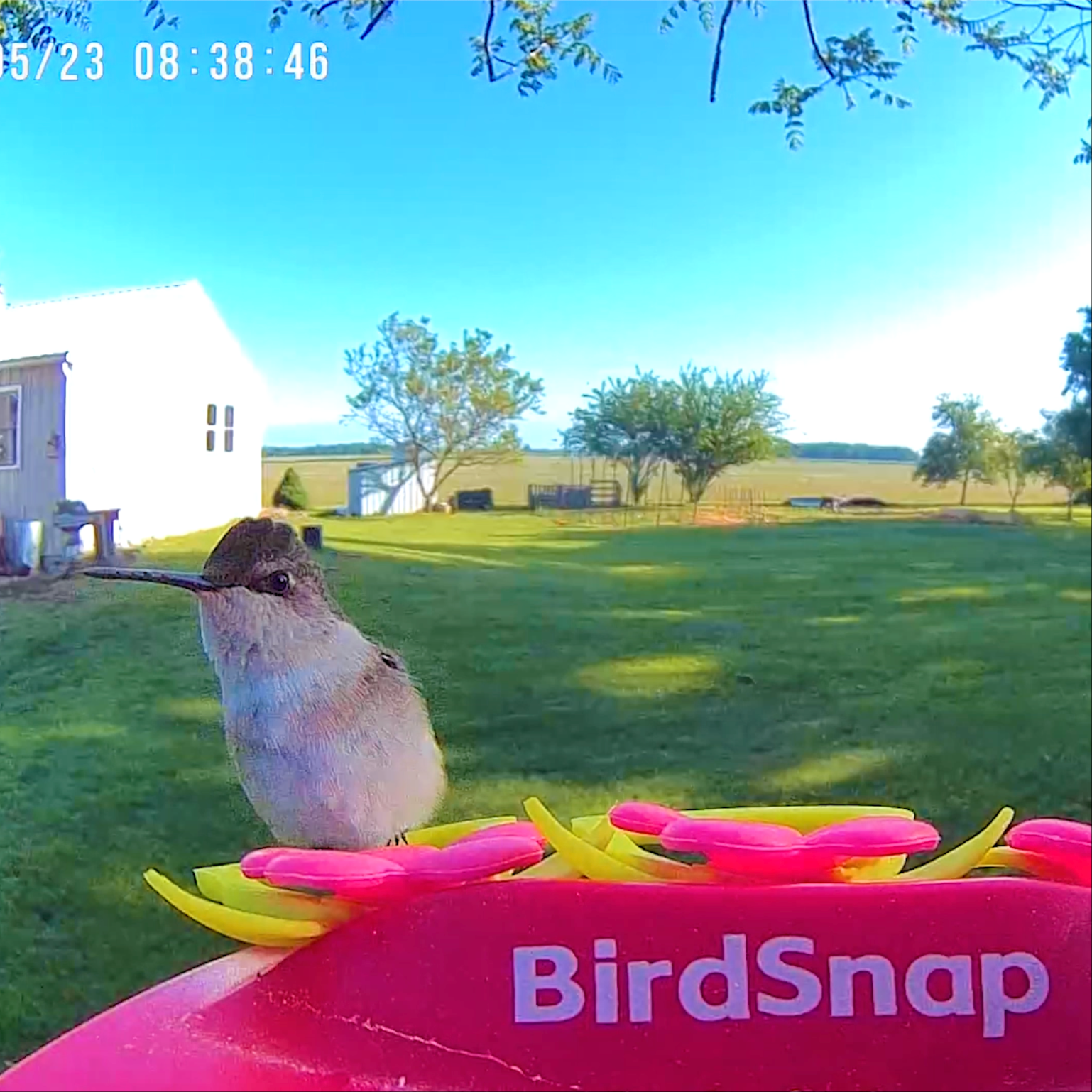 Smart Solar Hummingbird Feeder Camera, 2K Video Monitoring, Leak-Resistant Seal and Instant Visit Alerts source image 2