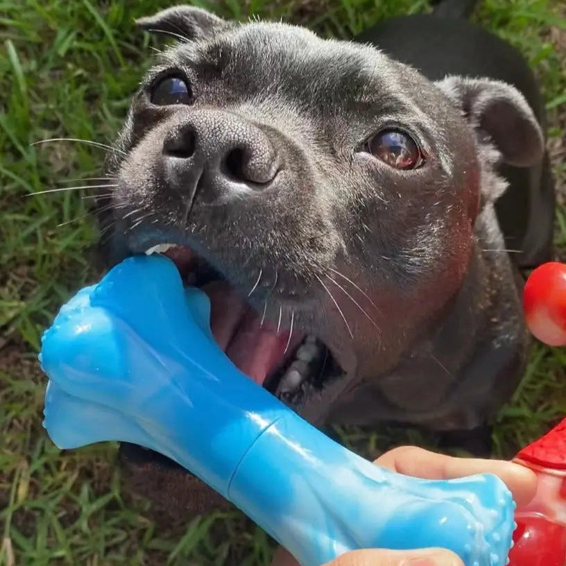Musical Bone Dog Chew Toy in Tough Nylon for Enthusiastic Chewers and Engaging Sound Play at Home source image 2