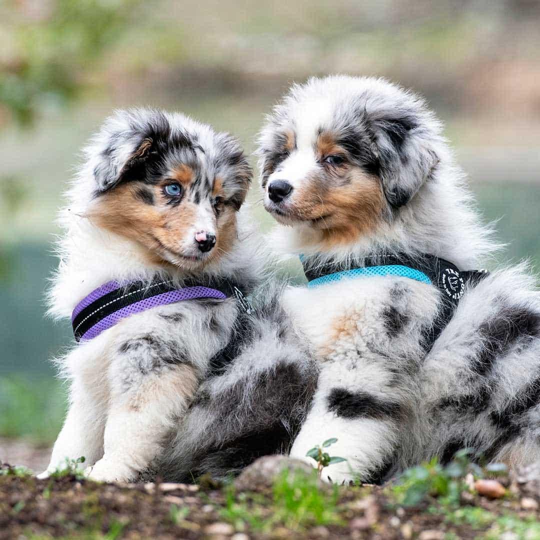 Adjustable Mesh Dog Harness for Small to Medium Pets, Reflective Step-In Design Across Seven Chest Sizes source image 2
