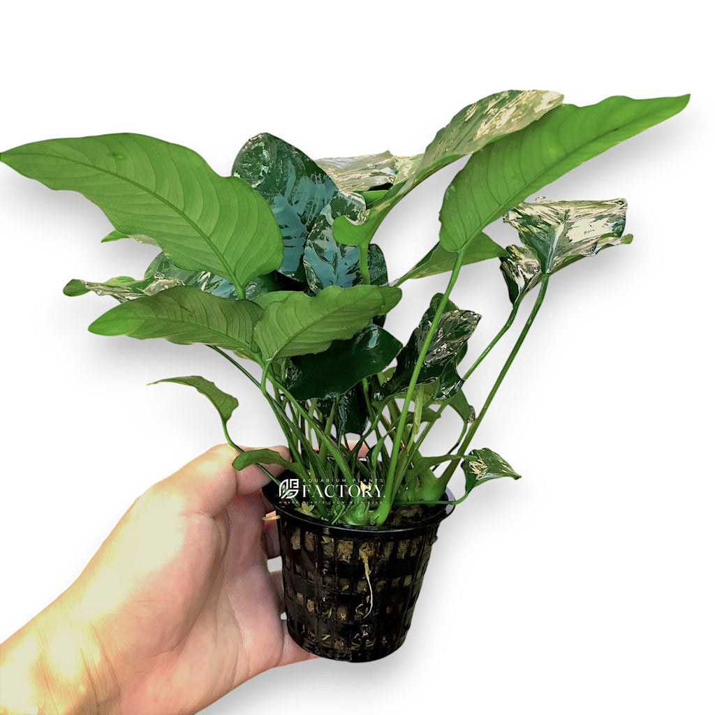 Anubias Nana Mother Plant, Established Aquarium Pot with 2 to 3 Rhizomes for Midground or Hardscape Planting source image 2