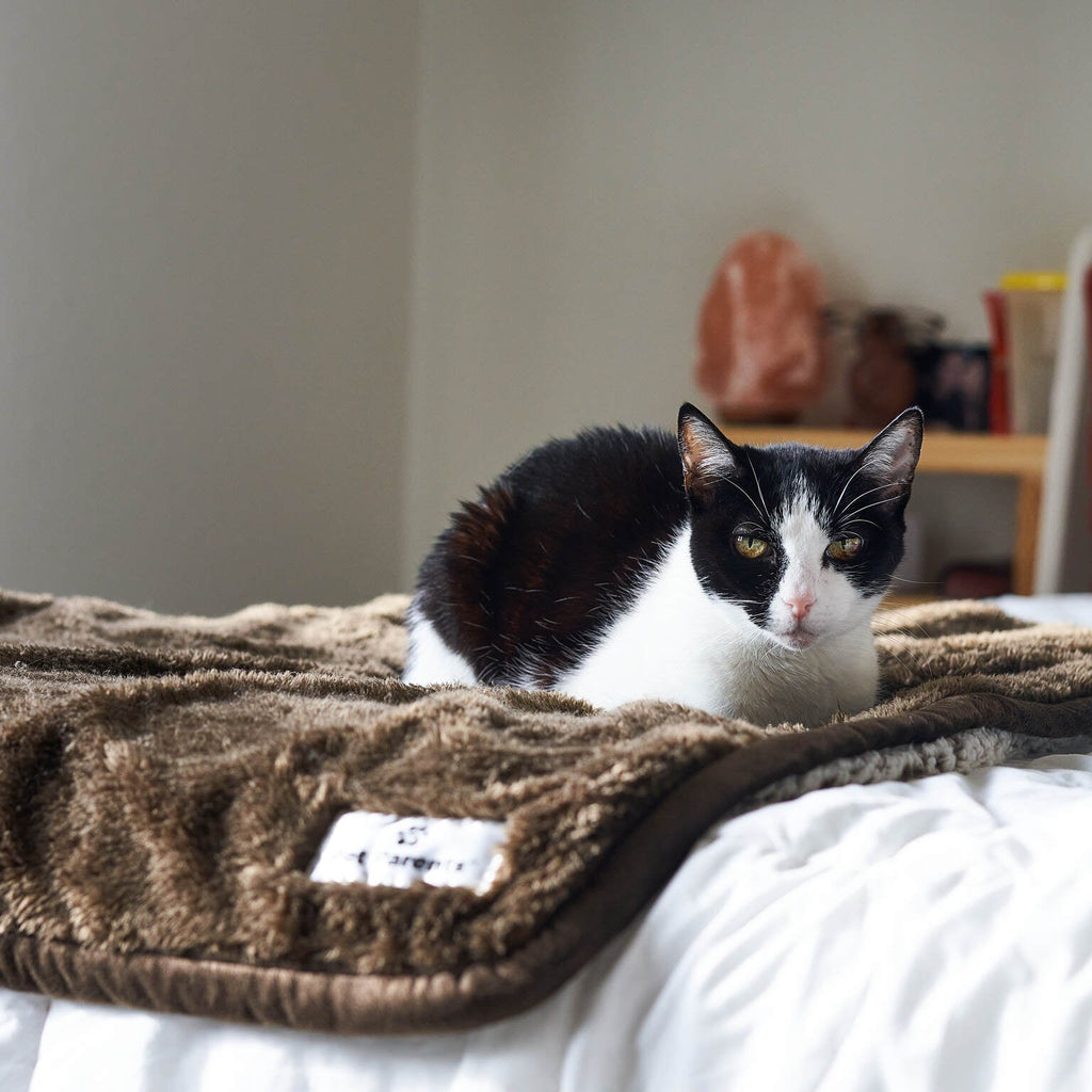 Waterproof Pet Blanket with Absorbent Core and Reinforced Edge Binding in Four Washable Sizes source image 2