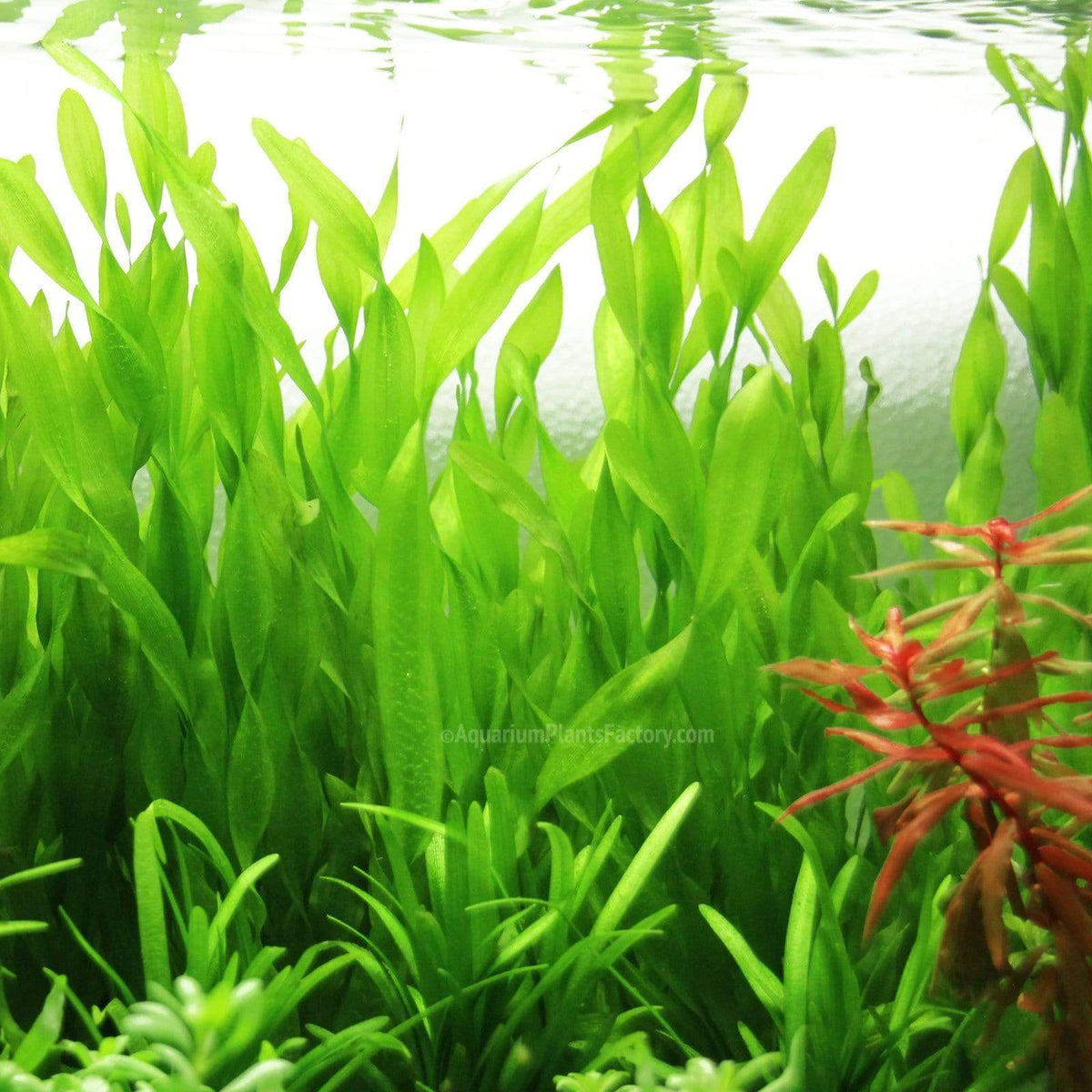 Corkscrew Vallisneria Aquarium Plant, 8 to 12 Inch Twisted Leaves in Bare-Root, Bunched or Potted Forms source image 2
