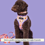 Reversible Floral Dog Harness in Water-Repellent Neoprene, Flexible Everyday Fit from XS to XL source image 2