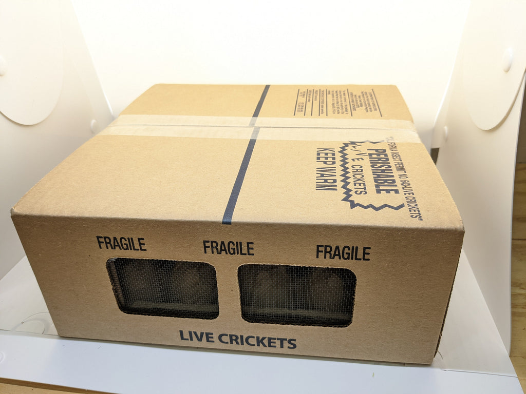 Live Banded Feeder Crickets in Half-Inch Size, Vented Travel Box and Five Quantity Counts for Reptiles source image 2