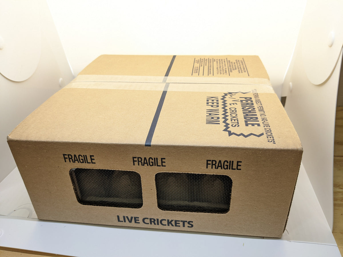 Live Banded Feeder Crickets in Half-Inch Size, Vented Travel Box and Five Quantity Counts for Reptiles source image 2