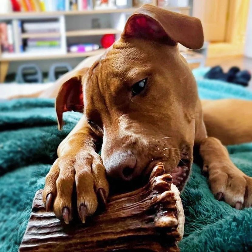 Moose Antler Base Dog Chew for Extreme Power Chewers, Dense Single-Piece Treat in Three Weight-Based Sizes source image 2