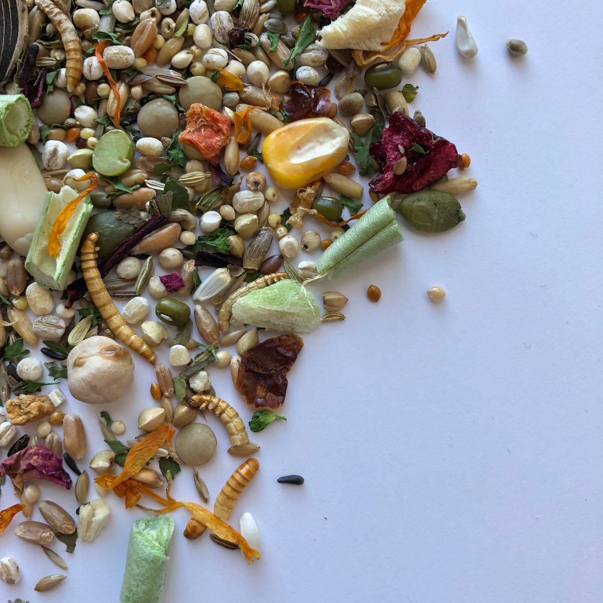 Syrian Hamster Food Mix, Age-Specific Young and Adult Recipes Featuring Seeds, Grains and Insects source image 2