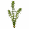 Live Hornwort Aquarium Plant Bunches for Floating or Planted Freshwater Tanks, Packs of Three or Six source image 2